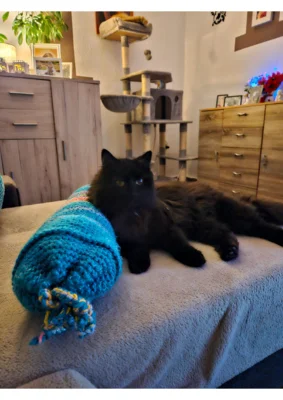 Foto des Albums: Kater Max