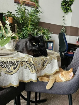 Foto des Albums: Kater Max