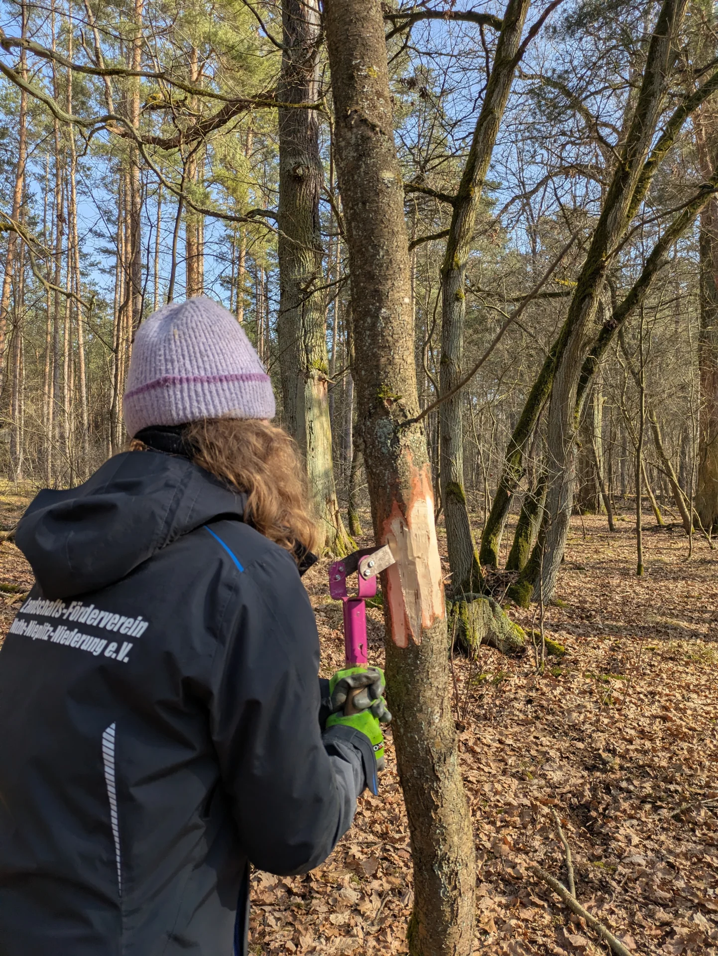 Bild: Bäume ringeln © Landschafts-Förderverein Nuthe-Nieplitz-Niederung e.V./ Paula Penzel