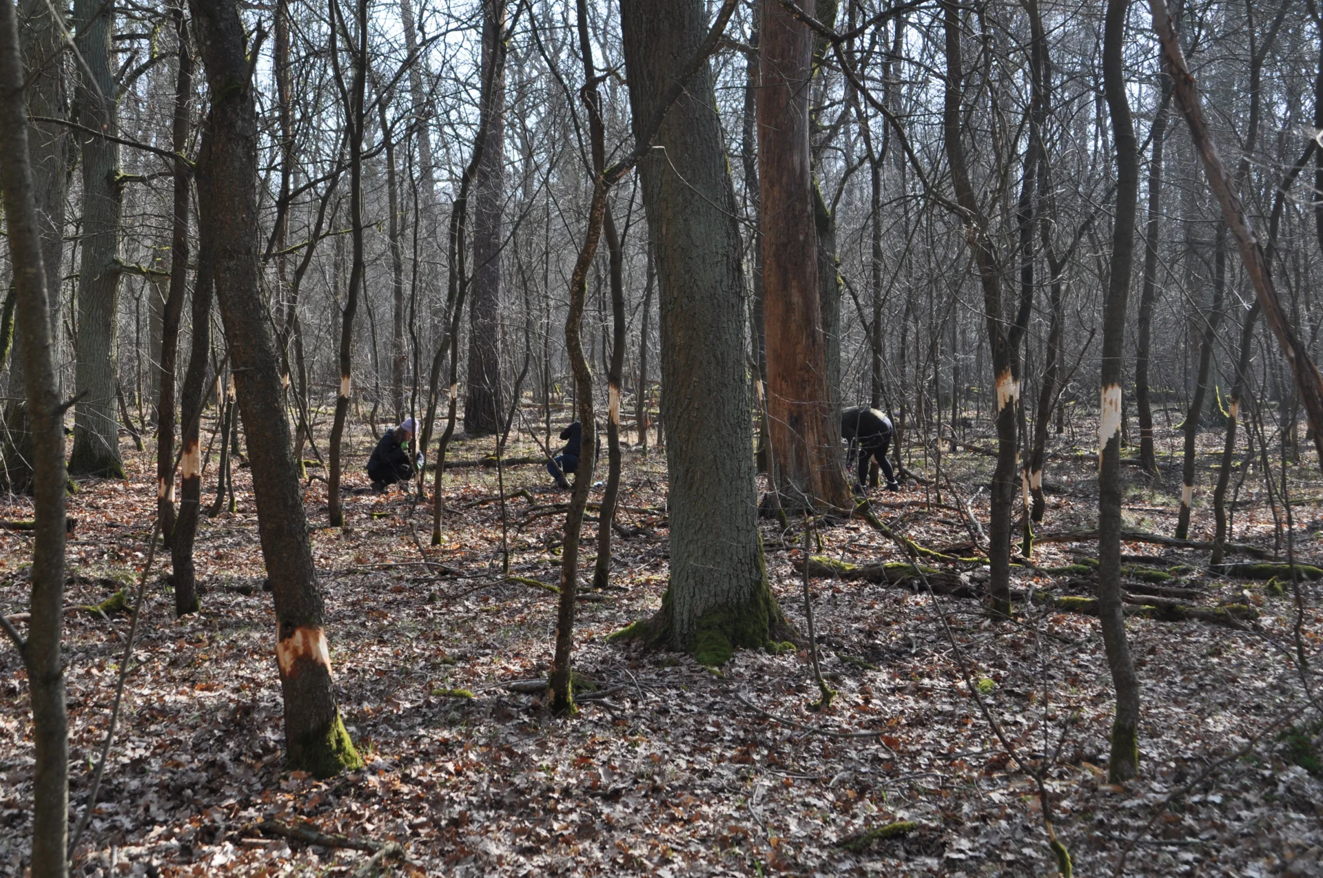 Bild: Geringelte Bäume © Landschafts-Förderverein Nuthe-Nieplitz-Niederung e.V./ Paula Menzel