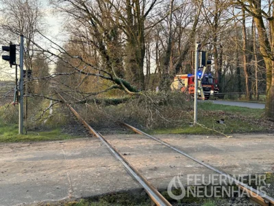 Erfolgreiche F&auml;llung 