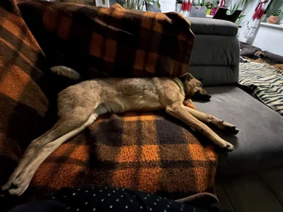 Foto des Albums: Nachricht von Lucky und Sophie