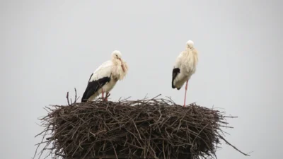 Sollen wir das Nest beziehen?  (Bild vergr&ouml;&szlig;ern)