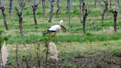 Noch ein bisschen Gras sammeln.  (Bild vergr&ouml;&szlig;ern)