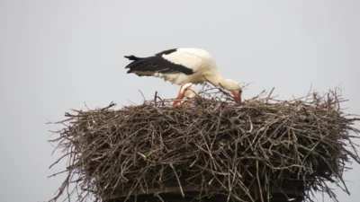 Und das Nest fertig bauen.  (Bild vergr&ouml;&szlig;ern)