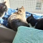 Maja und Lara mit h&uuml;bschem Hausfreund Jamie  (Bild vergr&ouml;&szlig;ern)