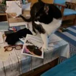 Maja im Homeoffice...  (Bild vergr&ouml;&szlig;ern)