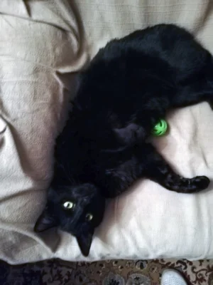 Foto des Albums: Nachricht von Monty
