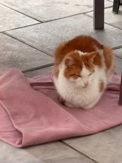 Gmail Kater in Waldheim zugelaufen  (Bild vergr&ouml;&szlig;ern)