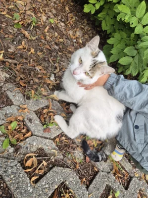 Kater in Waldheim zugelaufen  (Bild vergr&ouml;&szlig;ern)