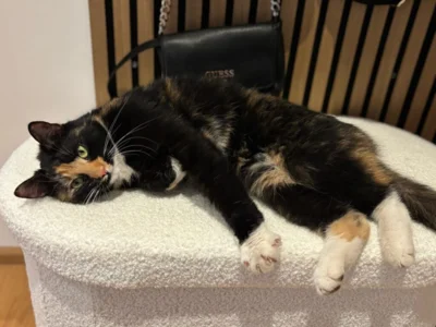 Katze in Leisnig zugelaufen - Liegt auf einem Fellhocker seitlich  (Bild vergr&ouml;&szlig;ern)