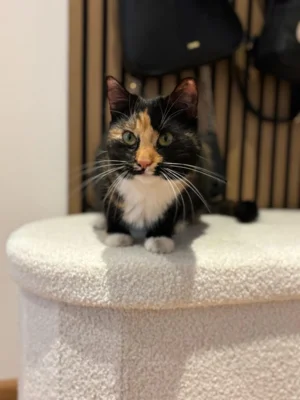 Katze in Leisnig zugelaufen - Liegt auf einem Fellhocker Gerade  (Bild vergr&ouml;&szlig;ern)