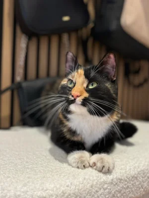 Katze in Leisnig zugelaufen - Liegt aufmerksam auf einem Fellhocker  (Bild vergr&ouml;&szlig;ern)
