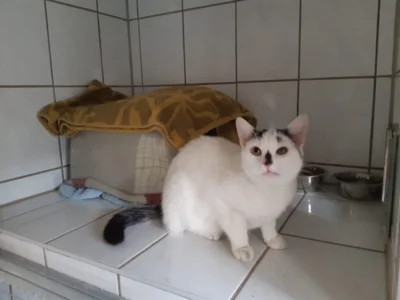 Fundkatze aus Hartha  (Bild vergr&ouml;&szlig;ern)
