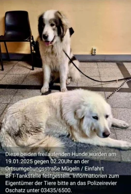 Ein wei&szlig;er Hund liegt auf dem Boden, ein weiterer Hund steht dahinter. Beide sind an einer Leine  (Bild vergr&ouml;&szlig;ern)