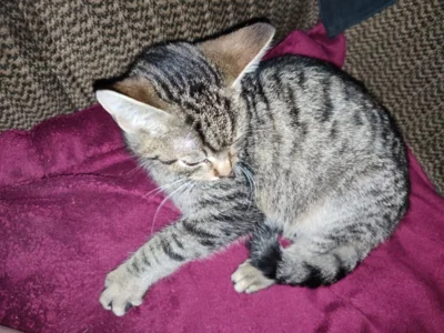 Foto des Albums: Fundkater in Waldheim