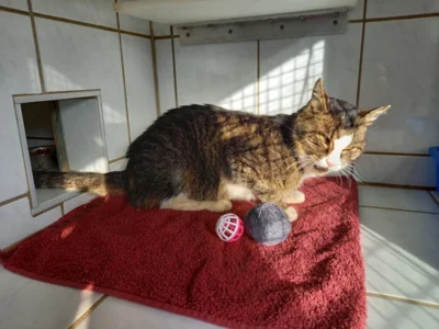 Fundkatze aus Waldheim  (Bild vergr&ouml;&szlig;ern)