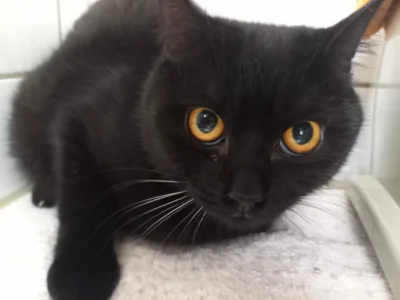 Fundkatze aus D&ouml;beln aufgenommen  (Bild vergr&ouml;&szlig;ern)