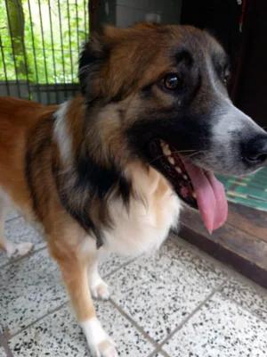 Hund mit braunem Fell  (Bild vergr&ouml;&szlig;ern)