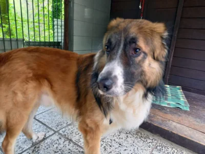 Hund mit braunem Fell  (Bild vergr&ouml;&szlig;ern)