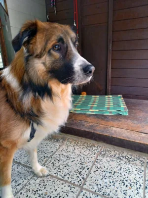 Hund mit braunem Fell  (Bild vergr&ouml;&szlig;ern)