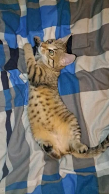 Katze mit Hellbraunem und schwarz gecheckerten Fall spielt auf Bettdecke  (Bild vergr&ouml;&szlig;ern)