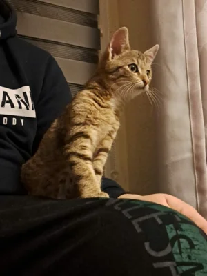 Katze mit Hellbraunem und schwarz gecheckerten Fall sitzt auf dem Scho&szlig; einer Person  (Bild vergr&ouml;&szlig;ern)