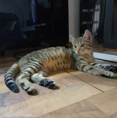 Katze mit Hellbraunem und schwarz gecheckerten Fall liegt auf dem Bodenlaminat  (Bild vergr&ouml;&szlig;ern)
