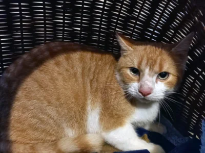 Katze mit Hellbraunem Fell sitzt in einem Korb  (Bild vergr&ouml;&szlig;ern)