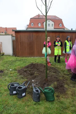 Zum Schluss stand die Zitterpappel fest in der Erde des Abihains.  (Bild vergr&ouml;&szlig;ern)