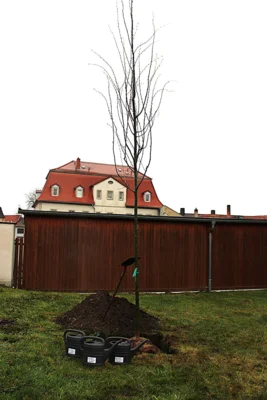 In diesem Jahr ist die Zitterpappel der Baum des Jahres. Dieser wird traditionell von den Abiturienten gepflanzt.  (Bild vergr&ouml;&szlig;ern)
