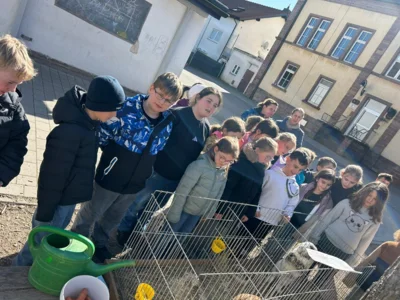 Foto des Albums: Hasenbesuch
