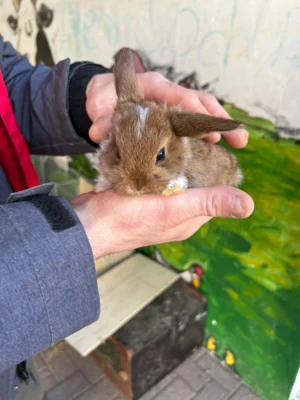 Foto des Albums: Hasenbesuch