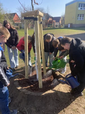 Foto des Albums: Rotbuchen für unseren Schulhof