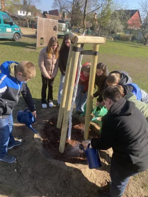 Foto des Albums: Rotbuchen für unseren Schulhof