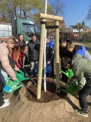 Foto des Albums: Rotbuchen für unseren Schulhof