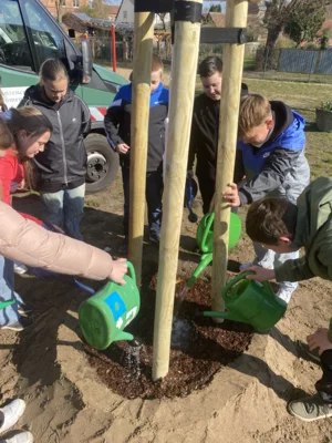 Foto des Albums: Rotbuchen für unseren Schulhof