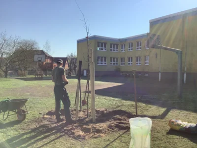 Foto des Albums: Rotbuchen für unseren Schulhof