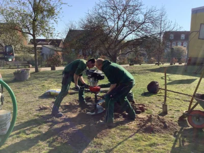 Foto des Albums: Rotbuchen für unseren Schulhof