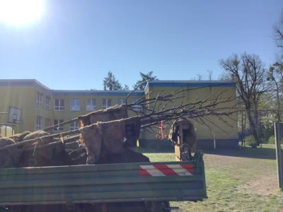 Foto des Albums: Rotbuchen für unseren Schulhof