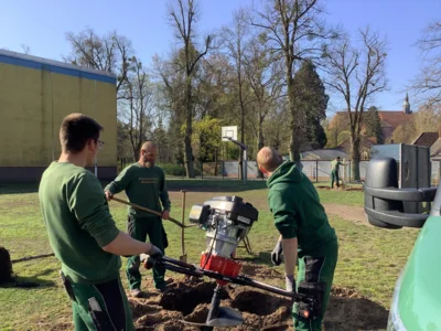 Foto des Albums: Rotbuchen für unseren Schulhof