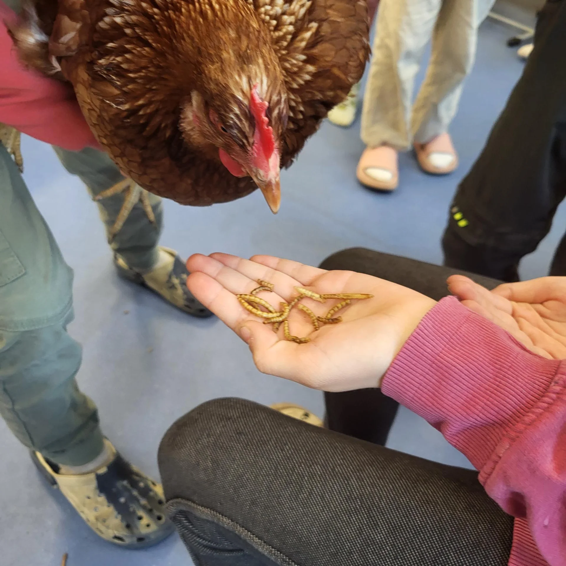 Bild: Das Huhn wird gefüttert