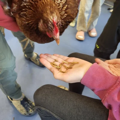 Vorschaubild: Das Huhn wird gefüttert