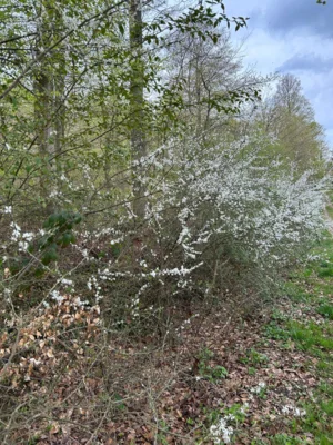Foto des Albums: Hamelspringe hin und zurück