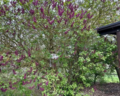 Foto des Albums: Hamelspringe hin und zurück