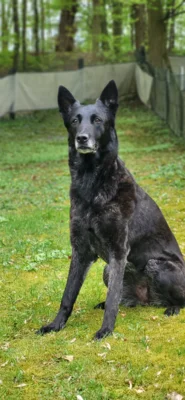 Asta  (Bild vergr&ouml;&szlig;ern)