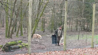Foto des Albums: Wolfspark Yutz 2026