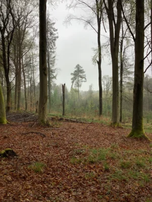Foto des Albums: Waldwoche 2026