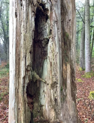 Foto des Albums: Waldwoche 2026