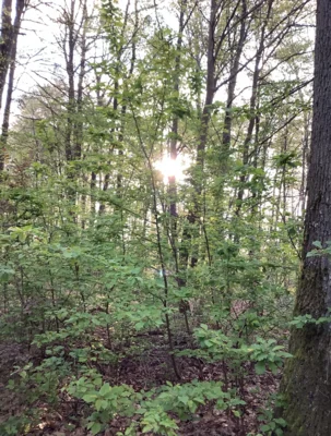Foto des Albums: Waldwoche 2026